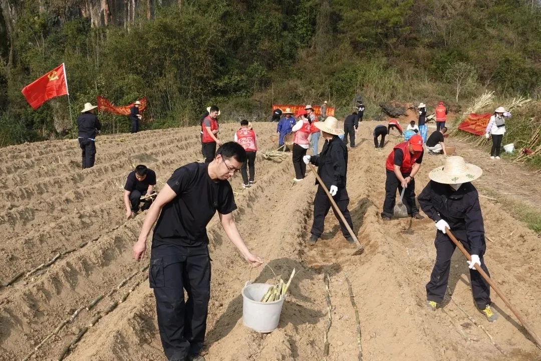 弘扬雷锋精神丨大新县人民检察院联合日博365怎么样_365_体育投注英超和欧冠_365彩票客户端下载人民检察院开展“春耕一线党旗红”学雷锋志愿服务活动